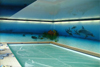 Airbrush Wandbemalung Schwimmbad delphine privat
