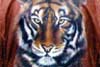 Airbrush auf Lederjacke Tiger