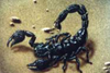 Airbrushdesign auf bild-skorpion