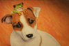 Airbrush-Design-wandbild-Leinwand-jack-russel-Terrier hund_